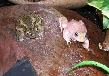 leucistic and normal spadefoot toads