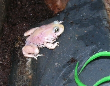 leucistic great basin spadefoot toad