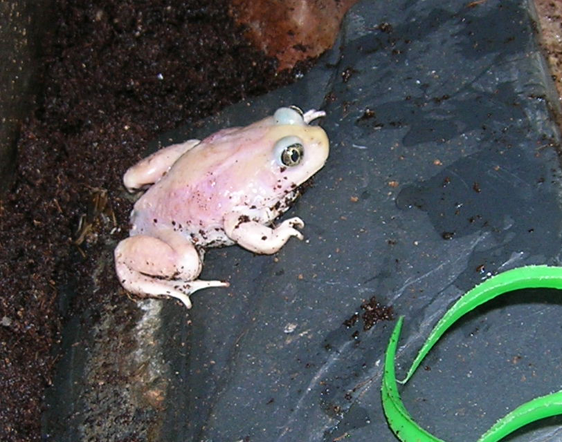 leucistic great basin spadefoot toad