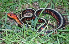male Oregon red spotted garter