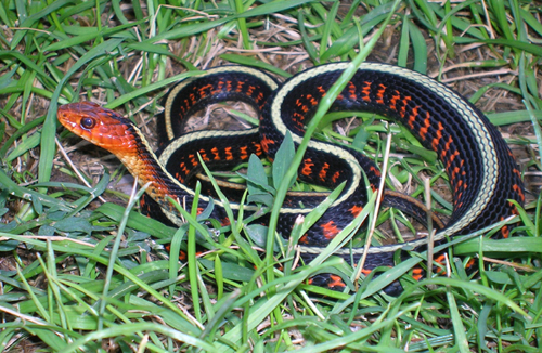 male Oregon red spotted garter