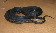 Melanistic eastern garter