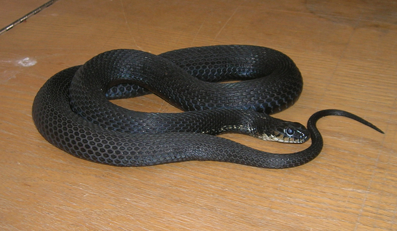 Melanistic eastern garter