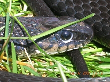 Melanistic eastern