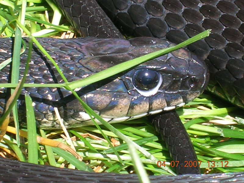 Melanistic eastern