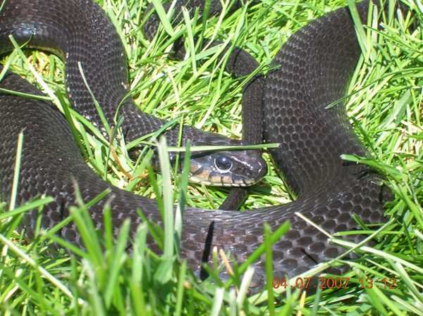 melanistic eastern garter