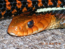 red spot
