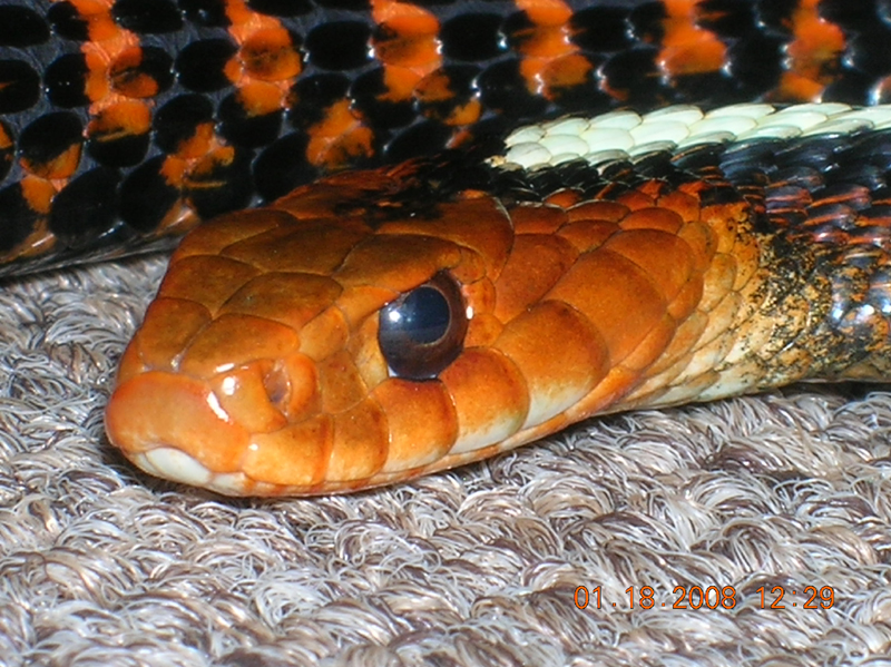 red spot