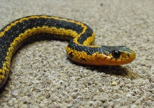 orange eastern