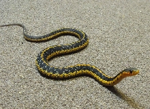 orange eastern