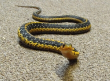 orange eastern