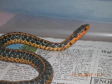 orange eastern female