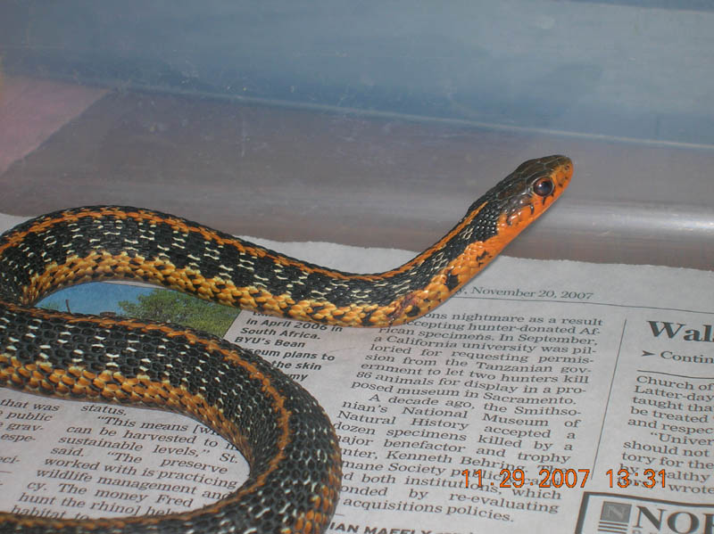 orange eastern female