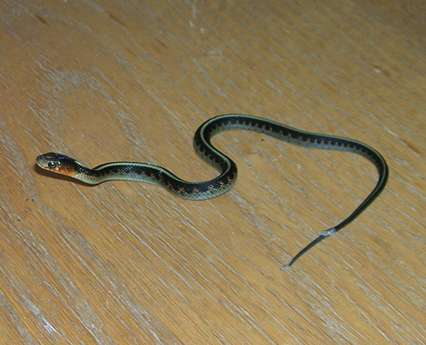 Baby Oregon red spot