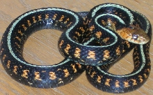 oregon red spotted garter