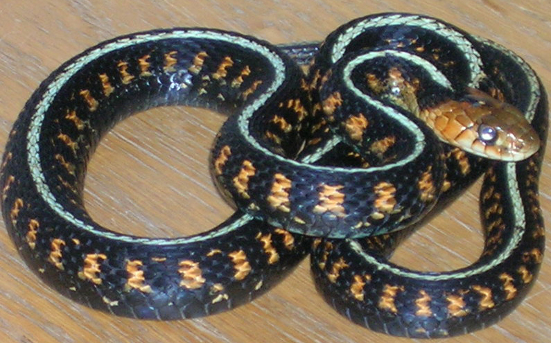oregon red spotted garter