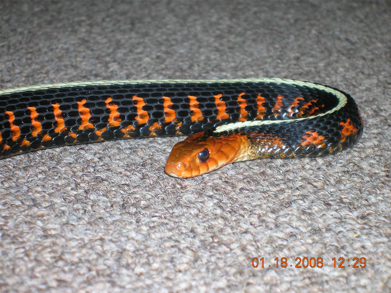 red spot