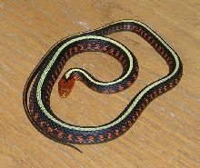 high red male oregon red spot garter