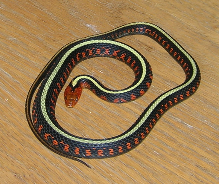high red male oregon red spot garter