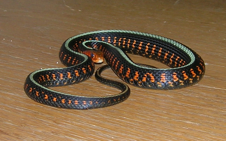 high red female oregon red spot garter