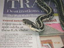 silver eastern