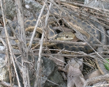 Wandering garter