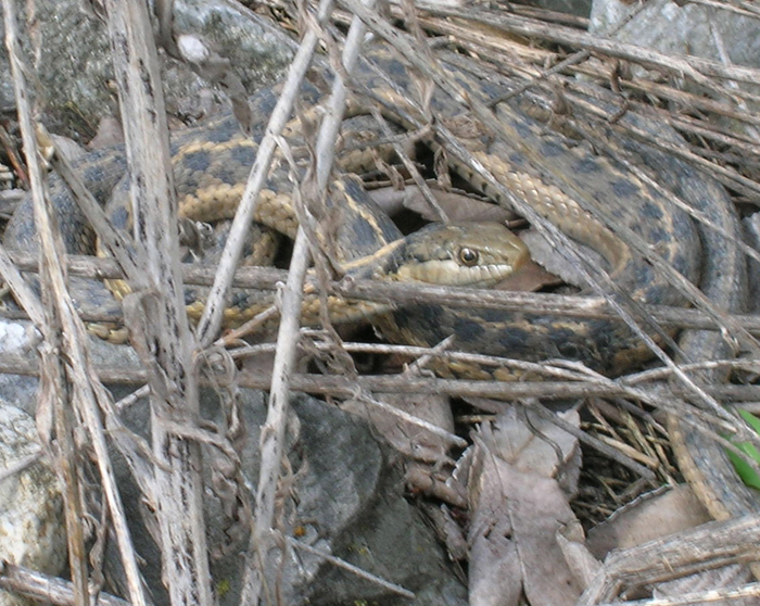 Wandering garter
