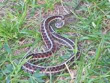 red sided garter