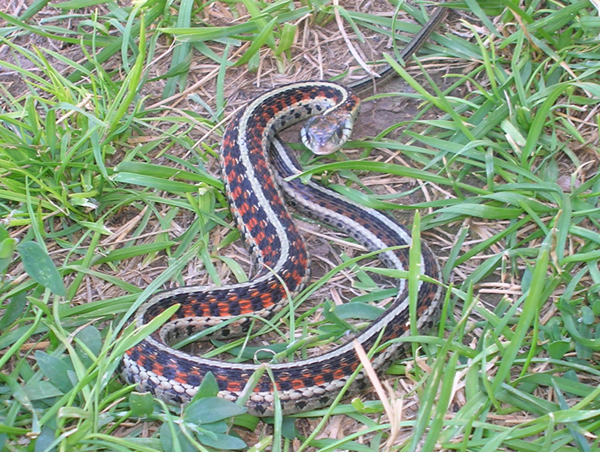 red sided garter