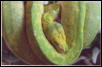 Biak
