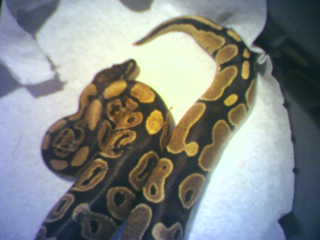 Sir William #5