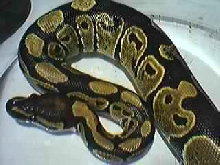 Sir William