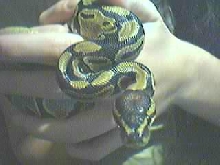 Sir William #7