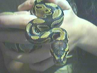 Sir William #7