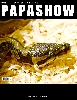 Python regius
