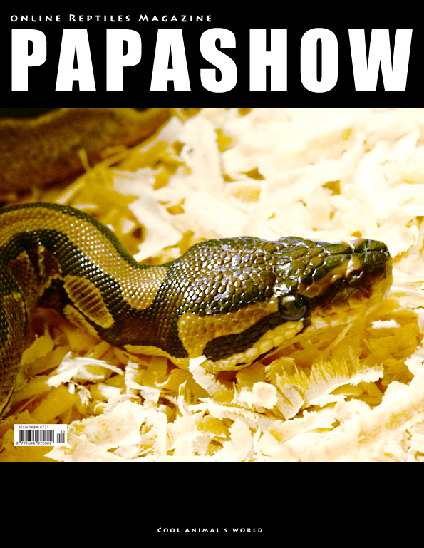 Python regius