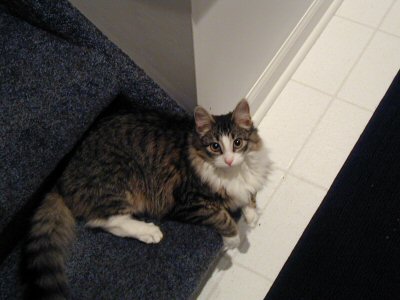 Lily