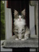 Very Proud Lily Girl