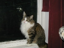 Lily