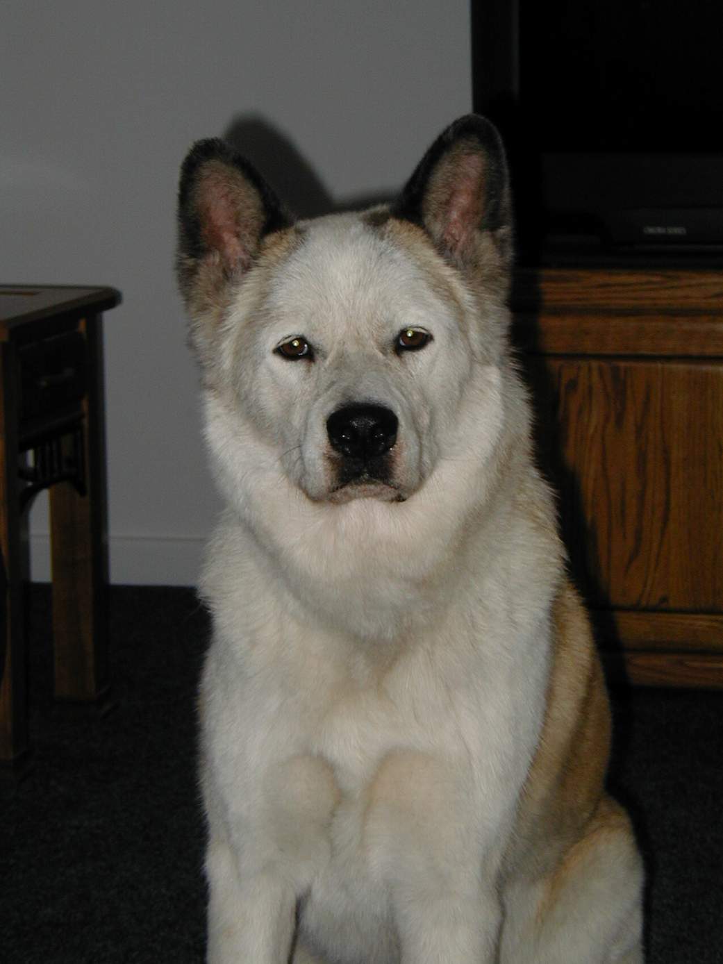 Our Gal Shelby!