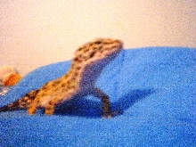 Randel