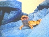 my geko randel