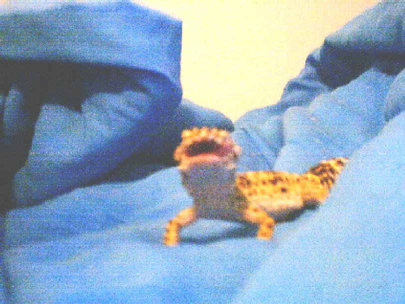 my geko randel