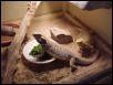 dragon 1