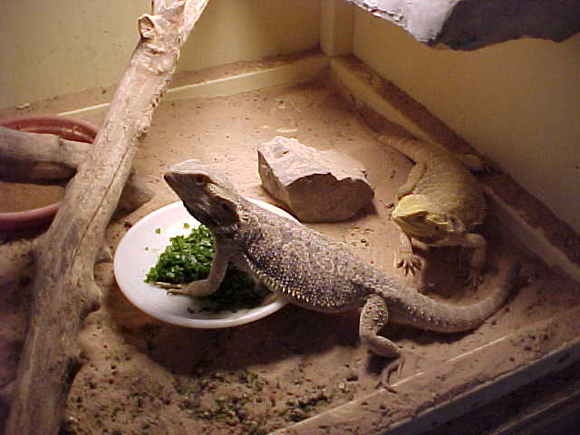 dragon 1