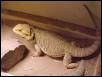 dragon female