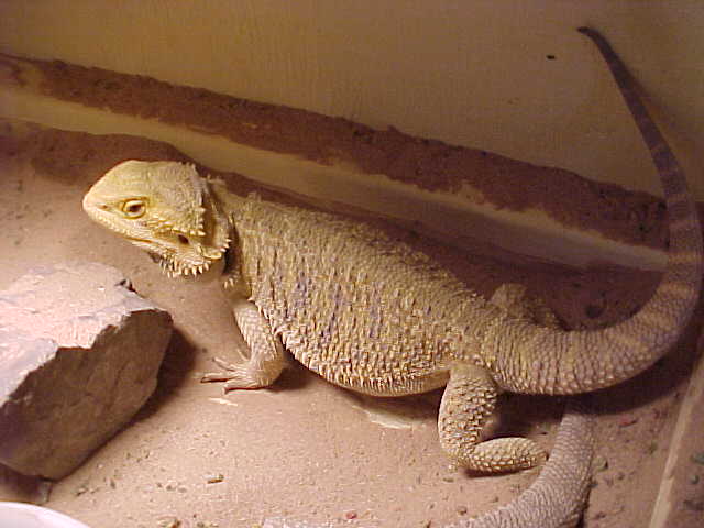 dragon female
