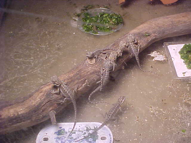 babies 3