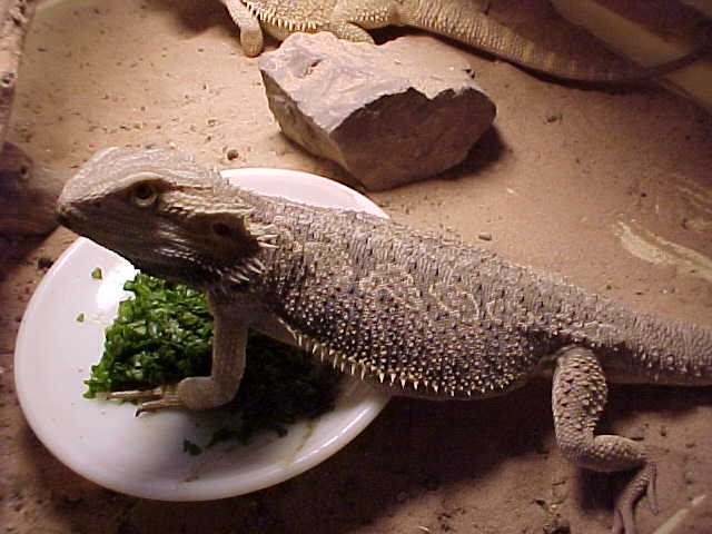 male dragon