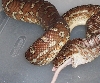 bredli